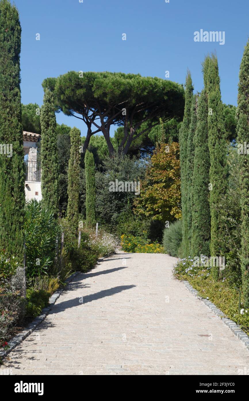 Driveway to villa lined with cypresses and shrubbery with large ...