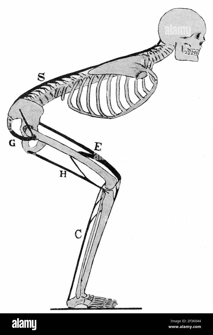 Speed skating position of the body Stock Photo Alamy