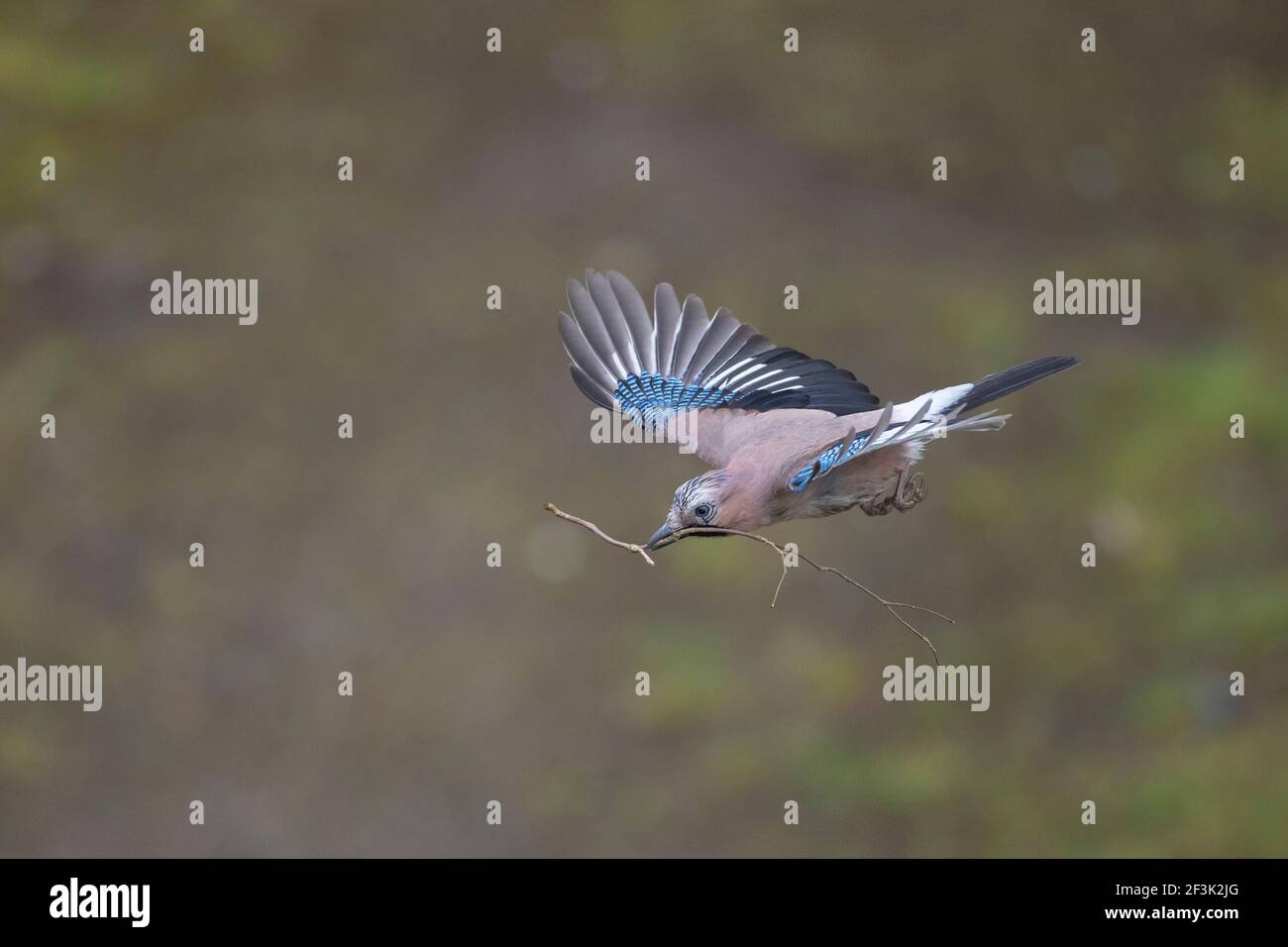 eurasian-jay-flying-hi-res-stock-photography-and-images-alamy