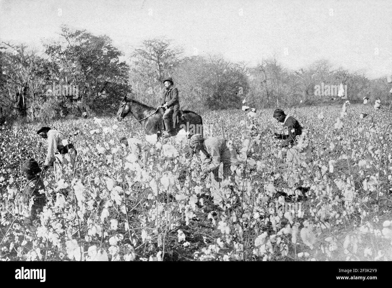 Cotton field in mississippi Stock Photo Alamy