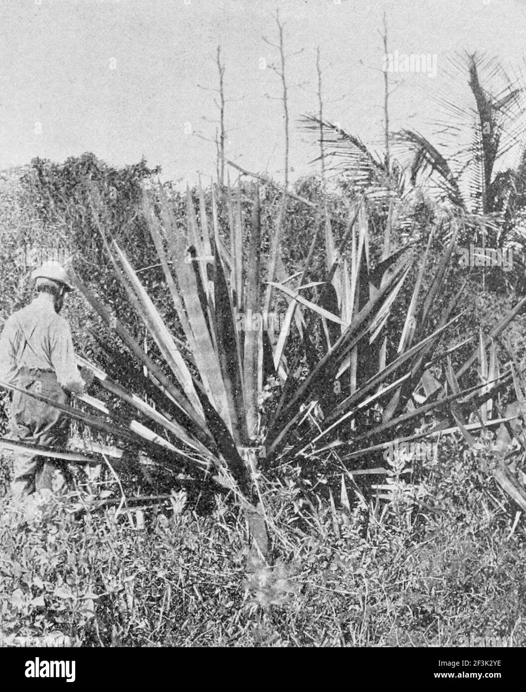 Florida sisal hemp plant Stock Photo Alamy