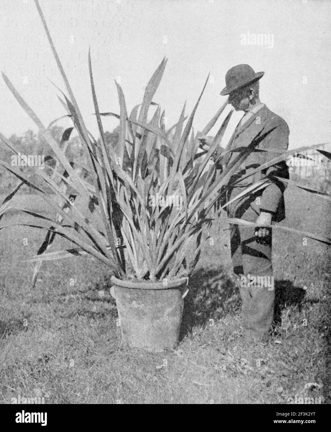 New zealand flax Black and White Stock Photos & Images Alamy