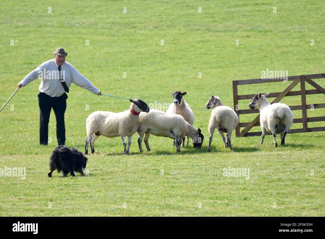 Scottish National Sheep Dog Trial, Stranraer, Scotland Stock Photo Alamy