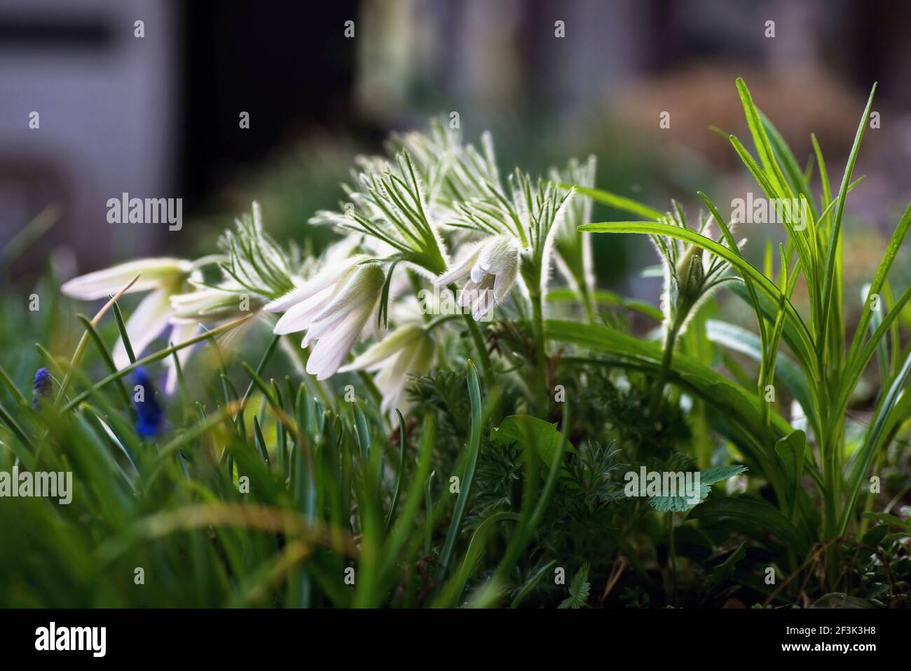 Bunch of pasque (Pulsatilla) hairy  flower in grass in garden. This flower called Easter flower, too. It is one of first spring flowers in garden. Stock Photo