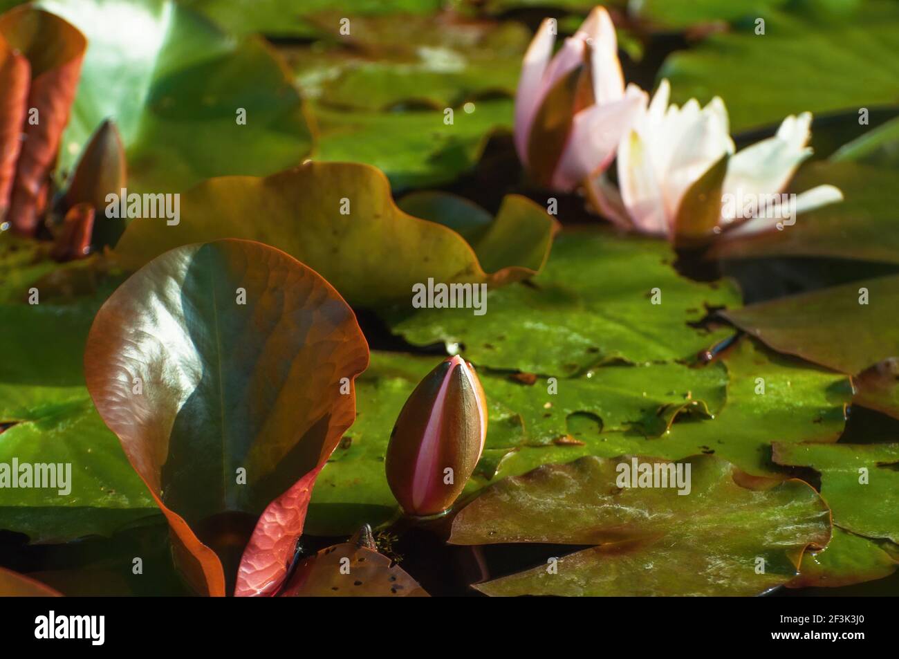 Blooming waterlily flower and buds on surface of garden pond, closeup. Stock Photo