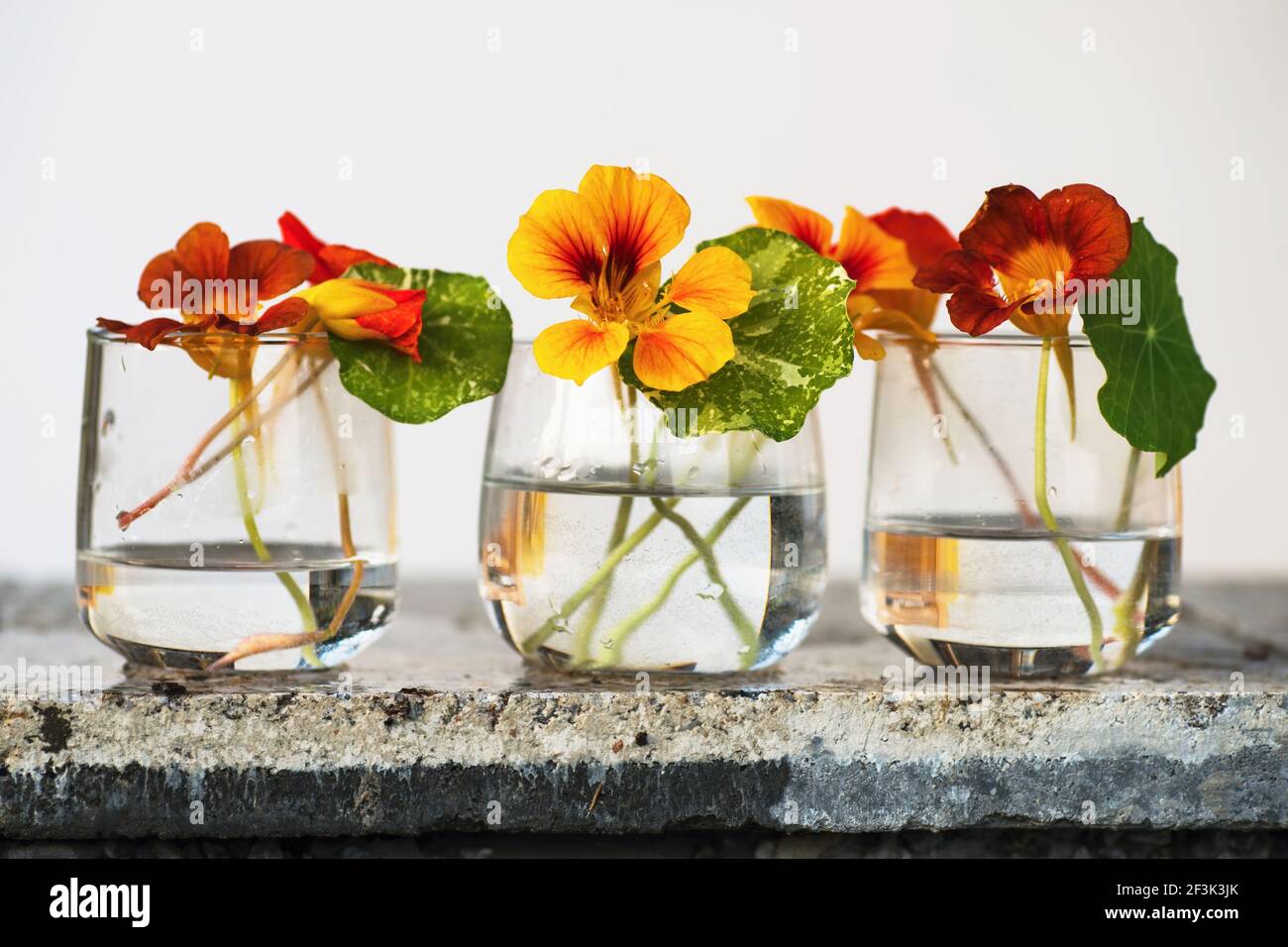 Three blossoming tropaeolum (nasturtium) flower in glass vase on stone. This flower is beauty, edible and healing plant. Stock Photo
