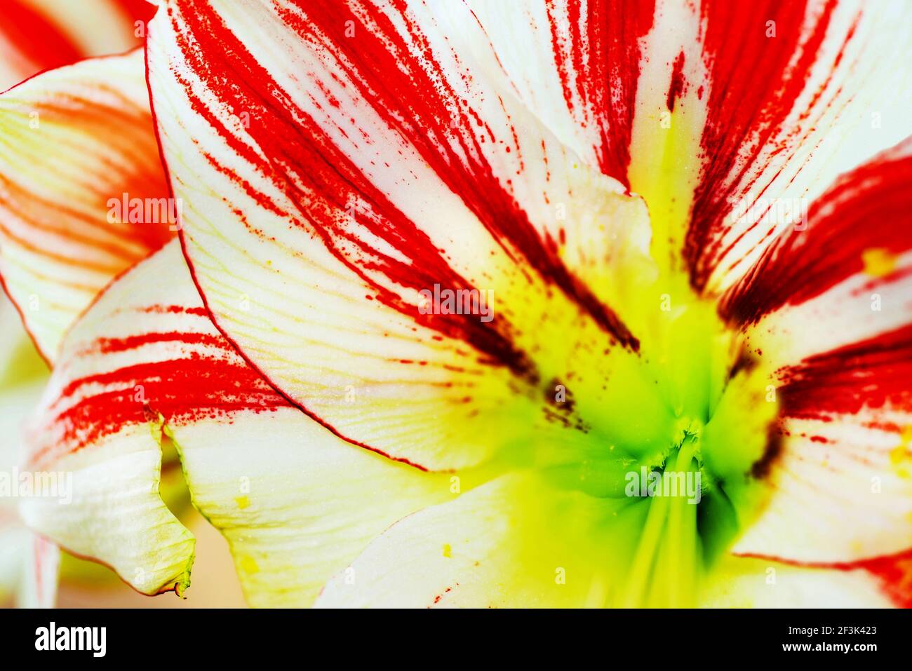 Detail of Amaryllis ambiance with red and white striped petals and yelow- green ovary Stock Photo