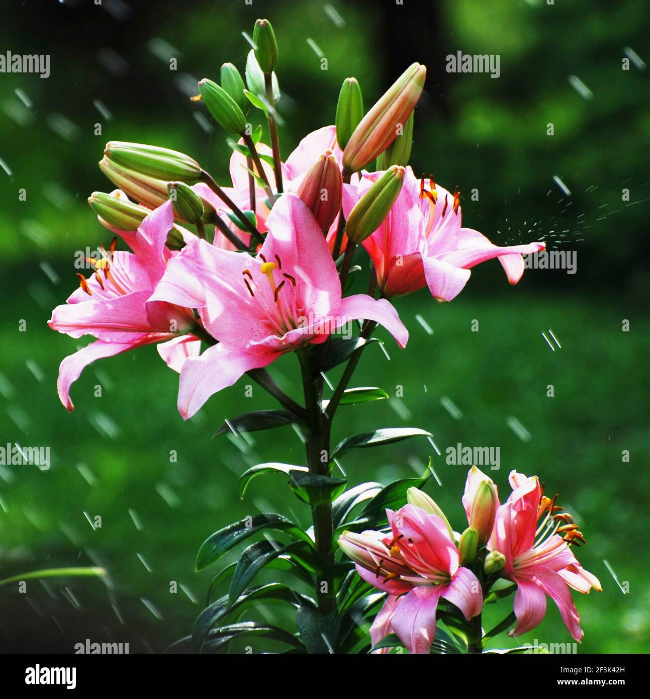 Water sprayed on nice blooming pink lily flower in garden. Stock Photo