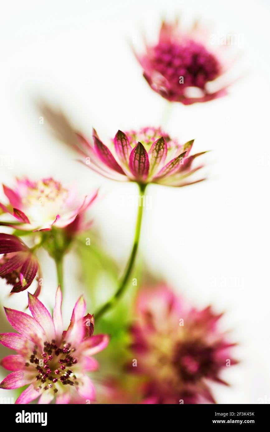 Bunch of pink Astrantia flowers on white background, vertical image, closeup. Stock Photo