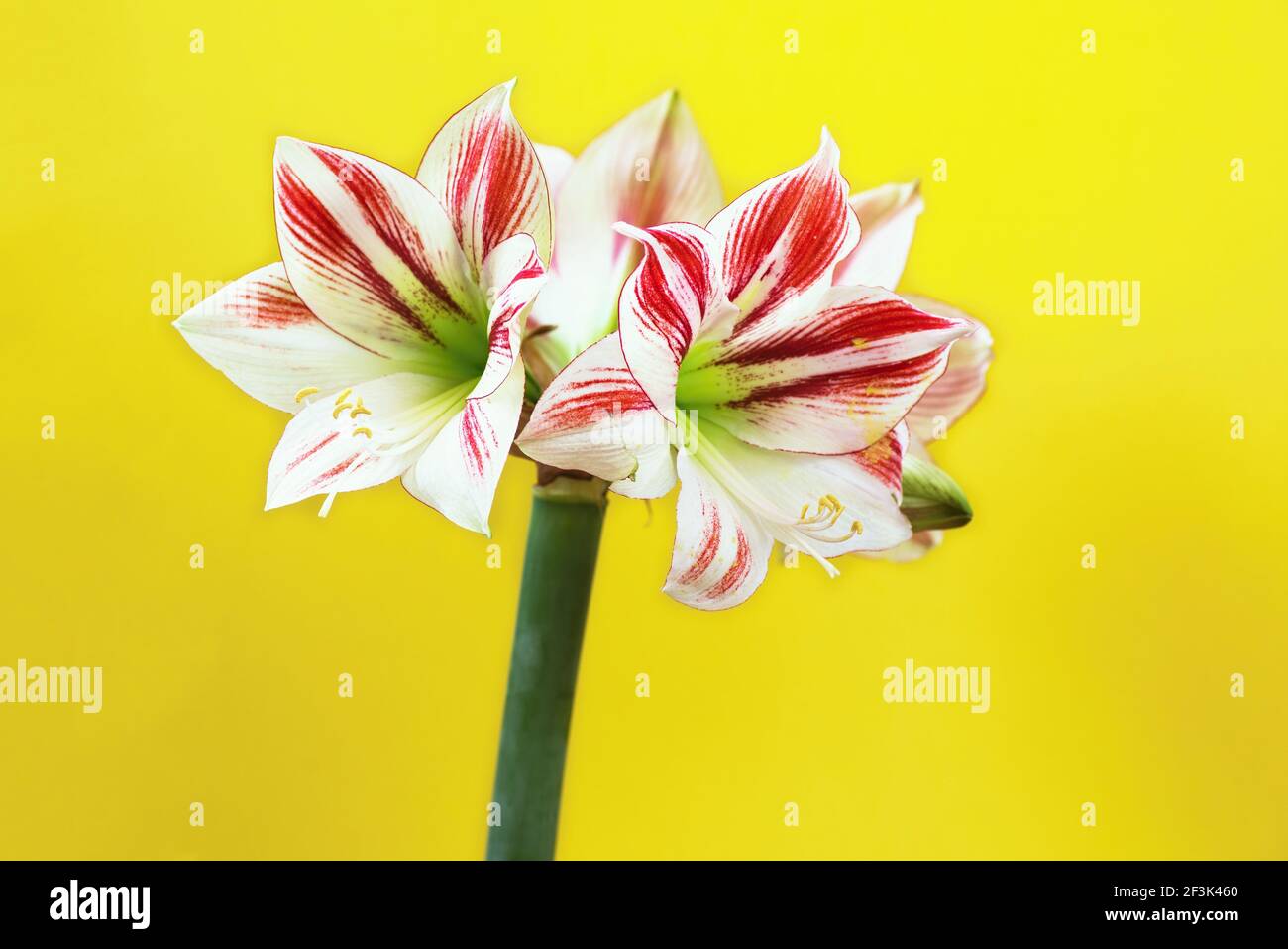 Blooming flower head of Amaryllis, white-red striped cultivar, on yellow background. Stock Photo