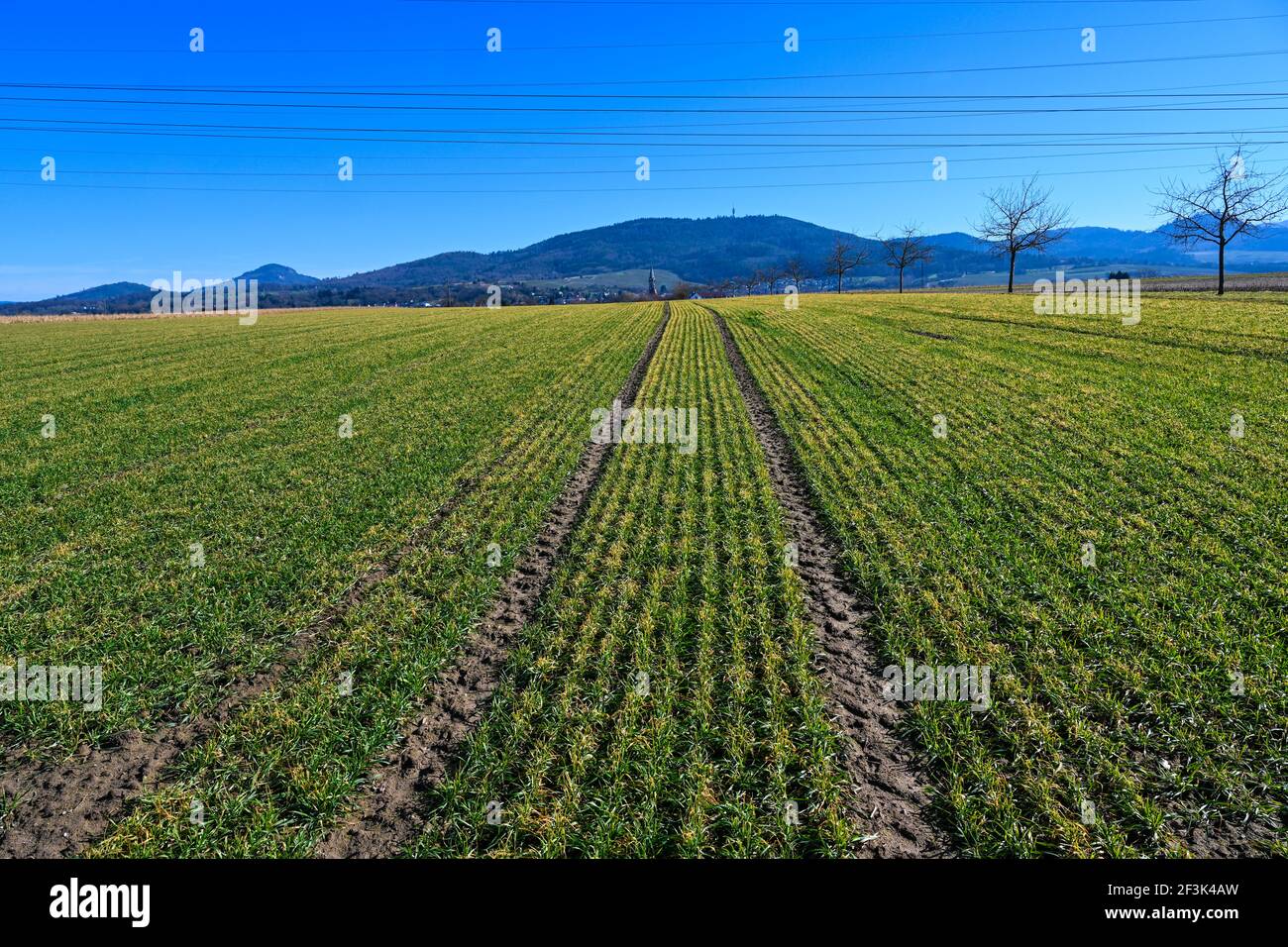 Field with freshly sowed winter wheat in Baden Wuerttemberg, Germany, Europe Stock Photo