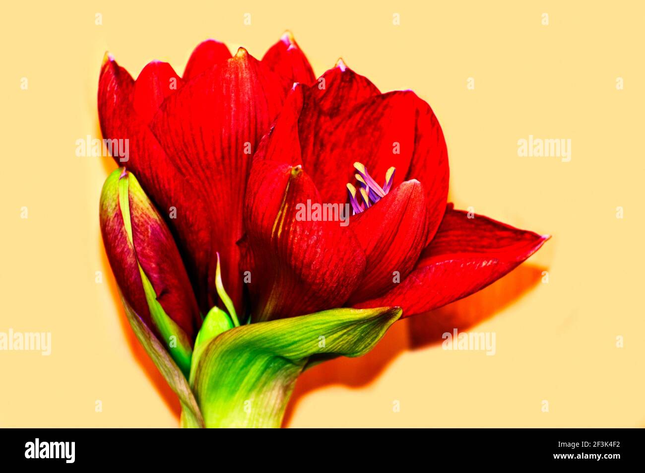 Blooming head of bright red Amaryllis flower isolated on yellow background, closeup. Stock Photo