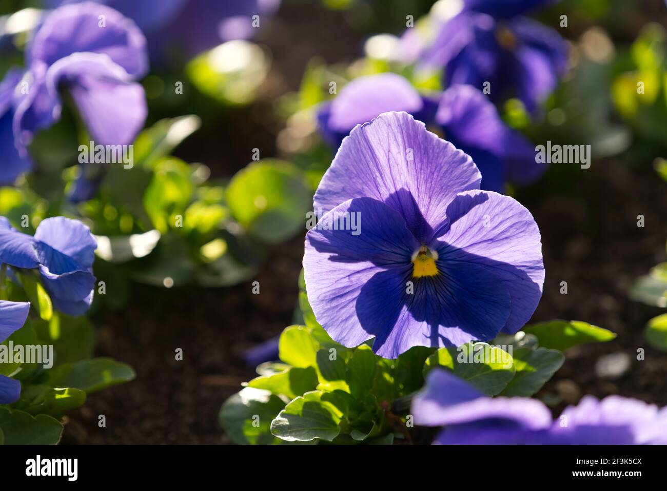 A closeup shot of blooming Pansy flowers in the greenery Stock Photo ...