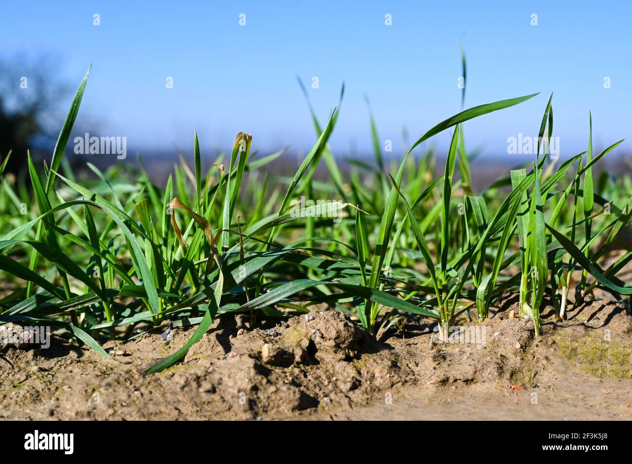 Close up from a freshly sowed winter wheat in Baden Wuerttemberg, Germany, Europe Stock Photo