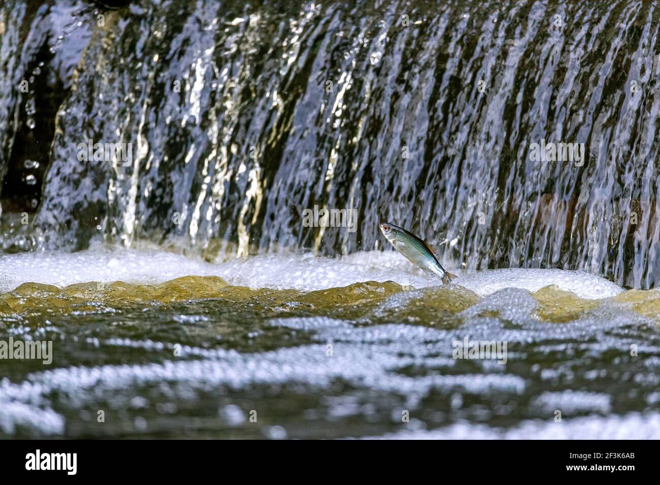 Common Roach (Rutilus rutilus) in an attempt to overcome a small waterfall. Germany Stock Photo