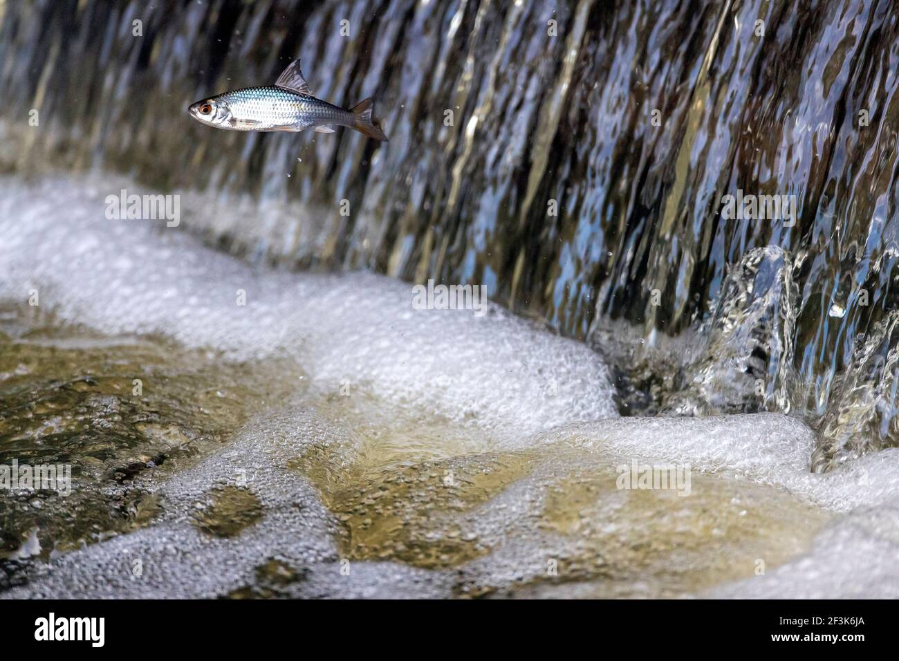 Common Roach (Rutilus rutilus)  fails in an attempt to overcome a small waterfall. Germany Stock Photo