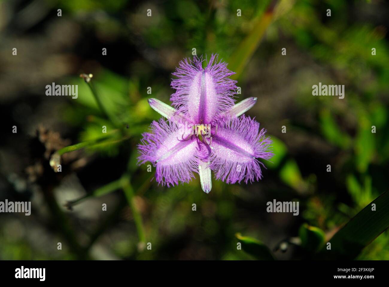 Australia, endemic Twining Fringed Lily Stock Photo