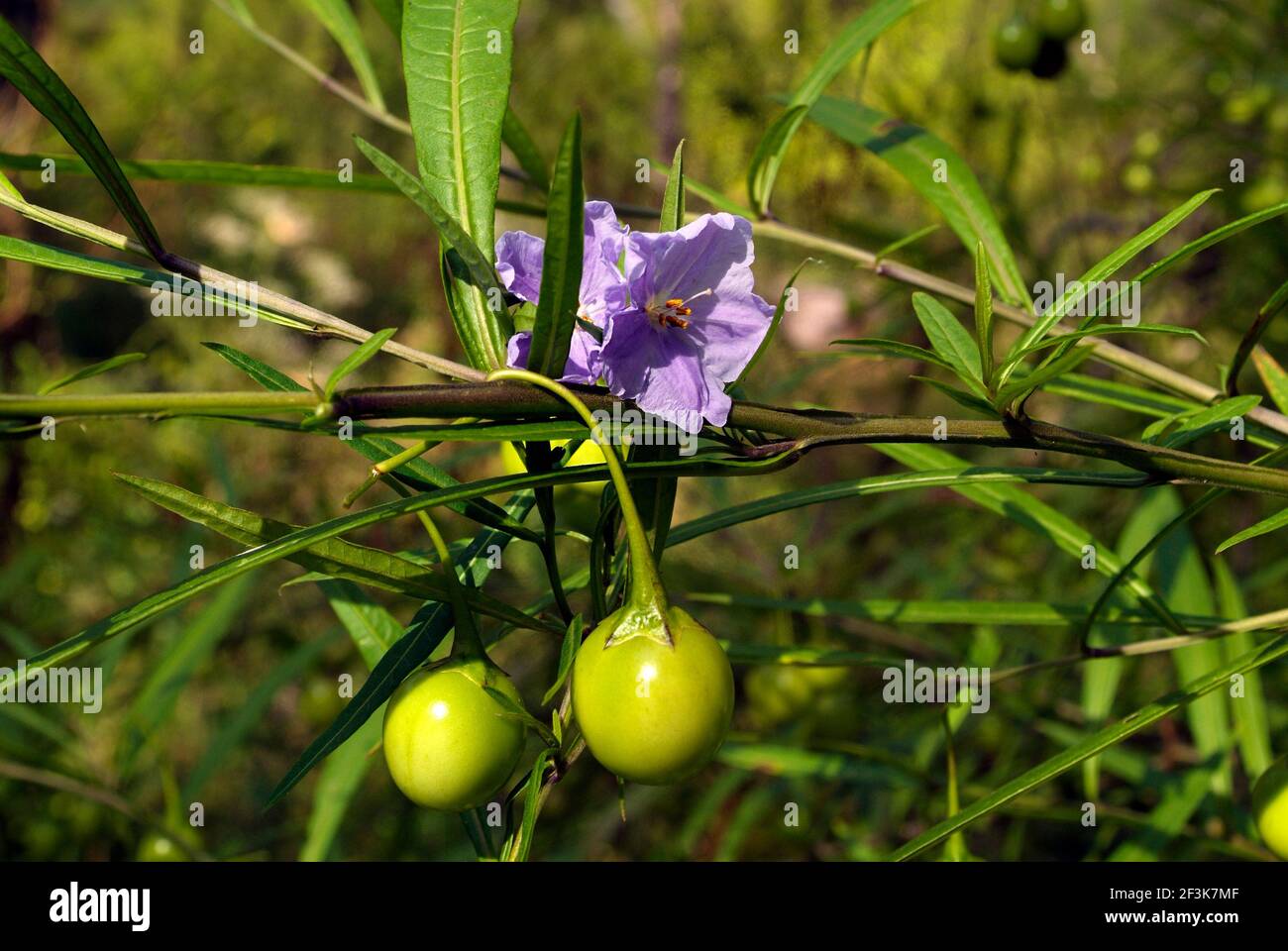 Australia, Tasmanian Kangaroo Apple named Poroporo by Aborigines Stock