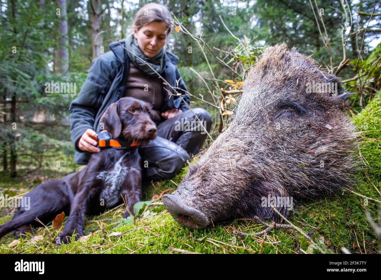 how to train dogs to hunt hogs