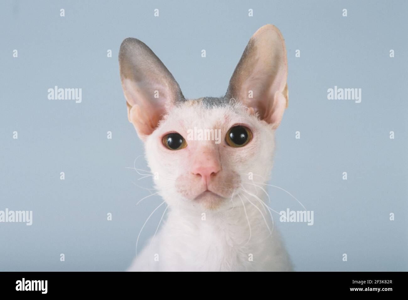 Cornish Rex. Portrait of adult cat. Studio picture Germany Stock Photo