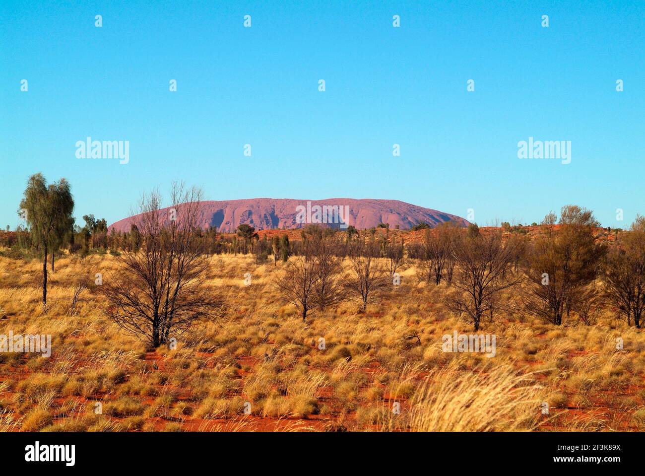 Australia, Ayers Rock - Uluru with desert oaks and spinifex grass Stock ...