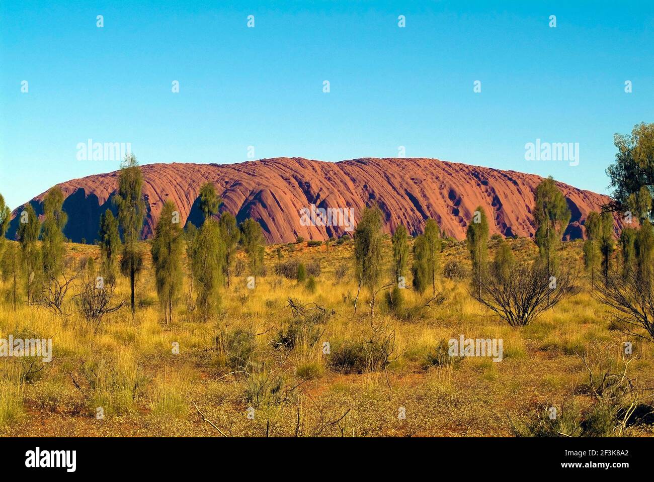 Australia, Ayers Rock aka Uluru and desert oaks Stock Photo - Alamy