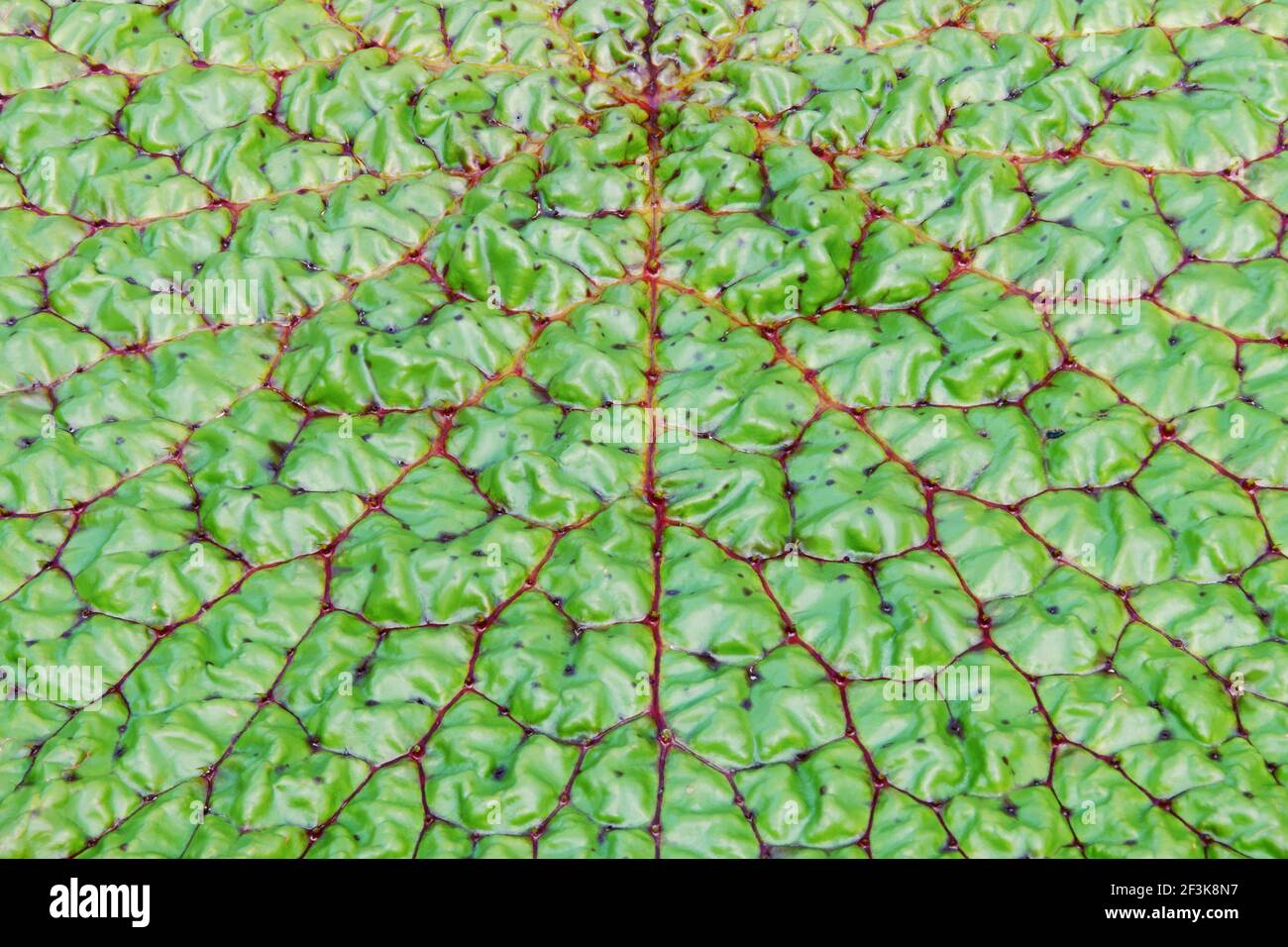 Green Leaf of Prickly Waterlily Natural Abstract Pattern Background Stock Photo
