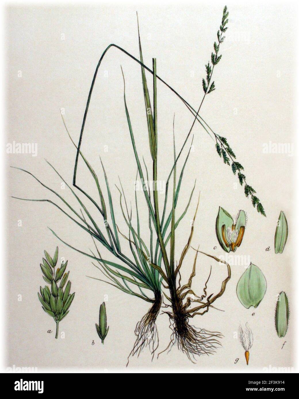 Puccinellia fasciculata (as Glyceria borreri) Flora Batava v16. Stock Photo