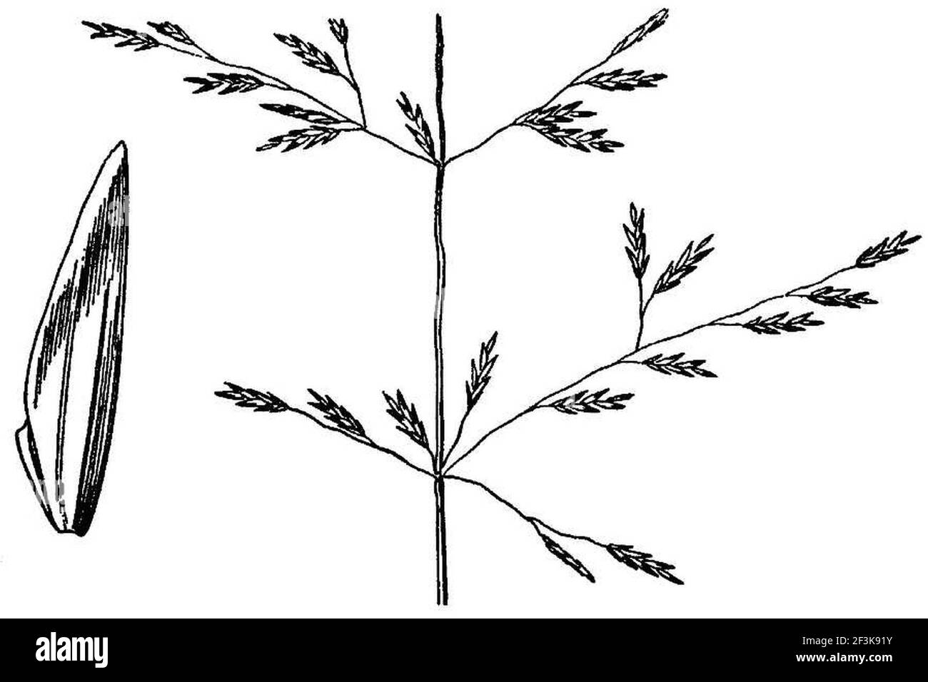 Puccinellia lemmonii HC-1950. Stock Photo