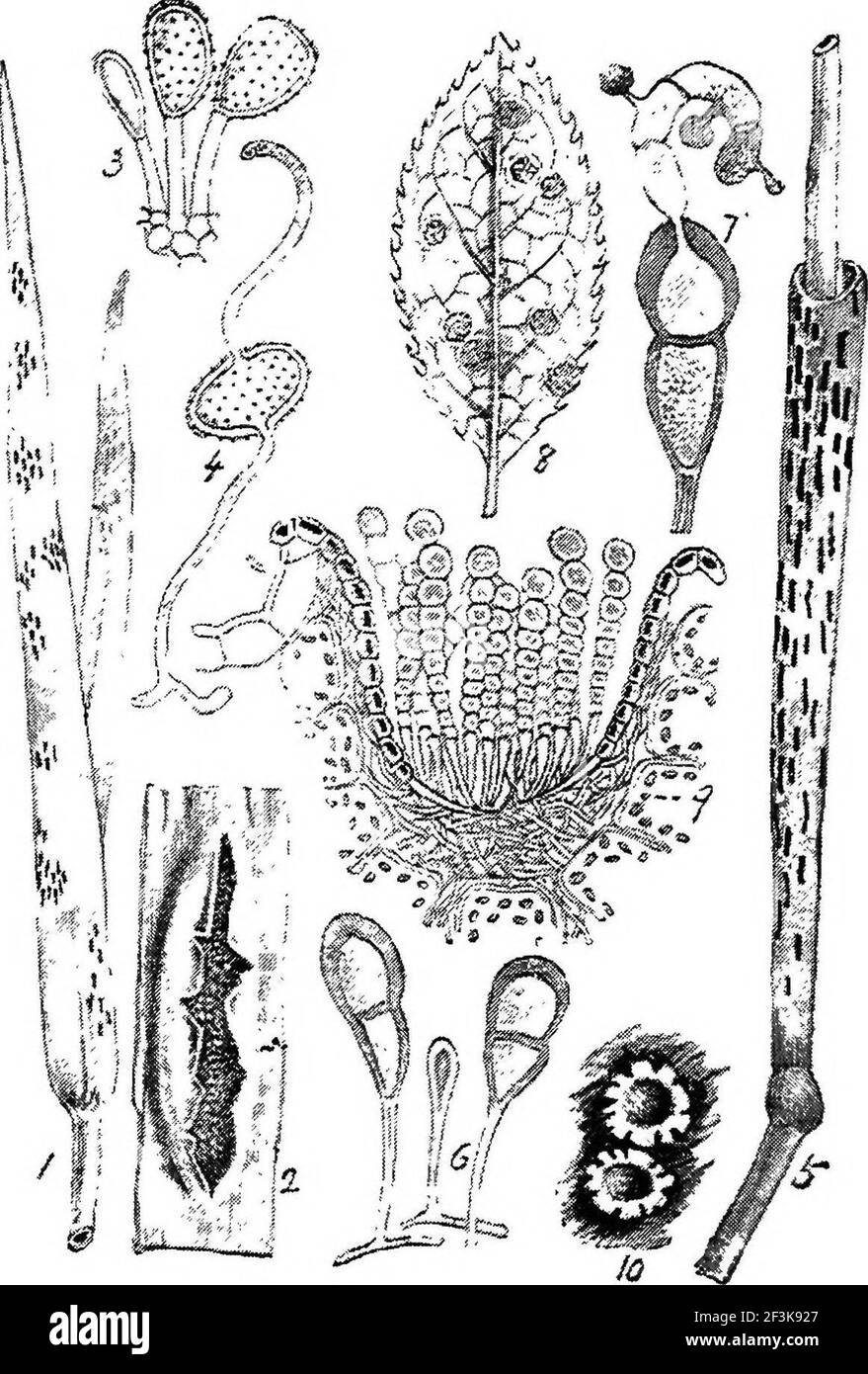 Puccinia graminis spores. Stock Photo