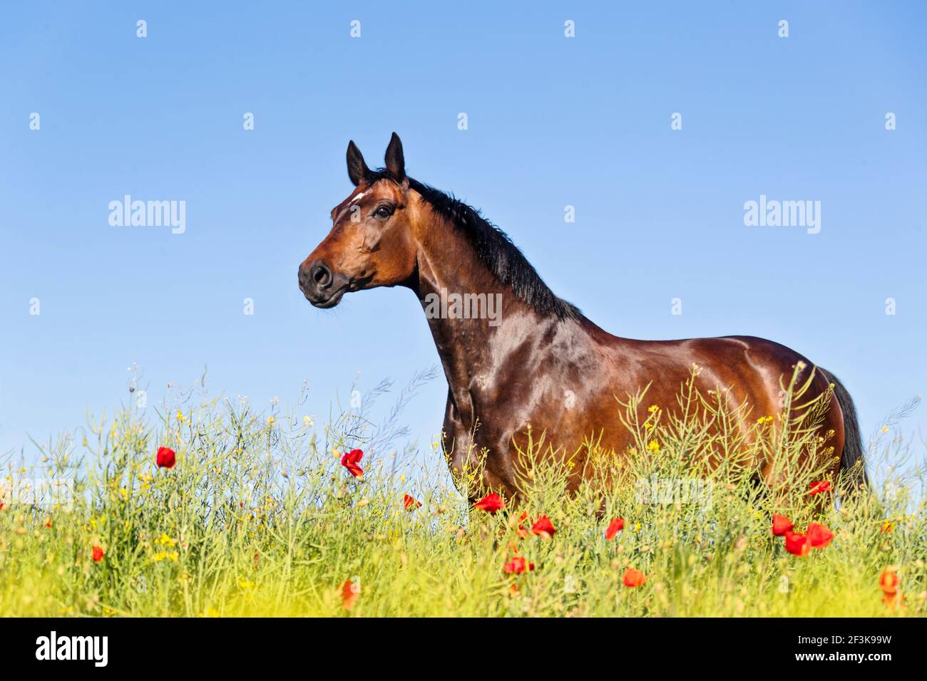 Oldenburg Horse. Bay mare standing in a field with flowering poppy. Germany Stock Photo