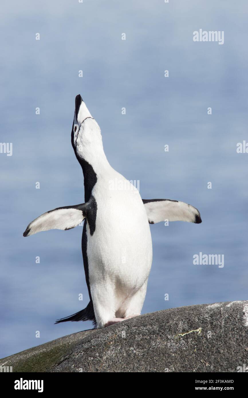 Chinstrap Penguin - Braying Pygoscelis antarctica Half Moon island Antarctica BI012521 Stock Photo