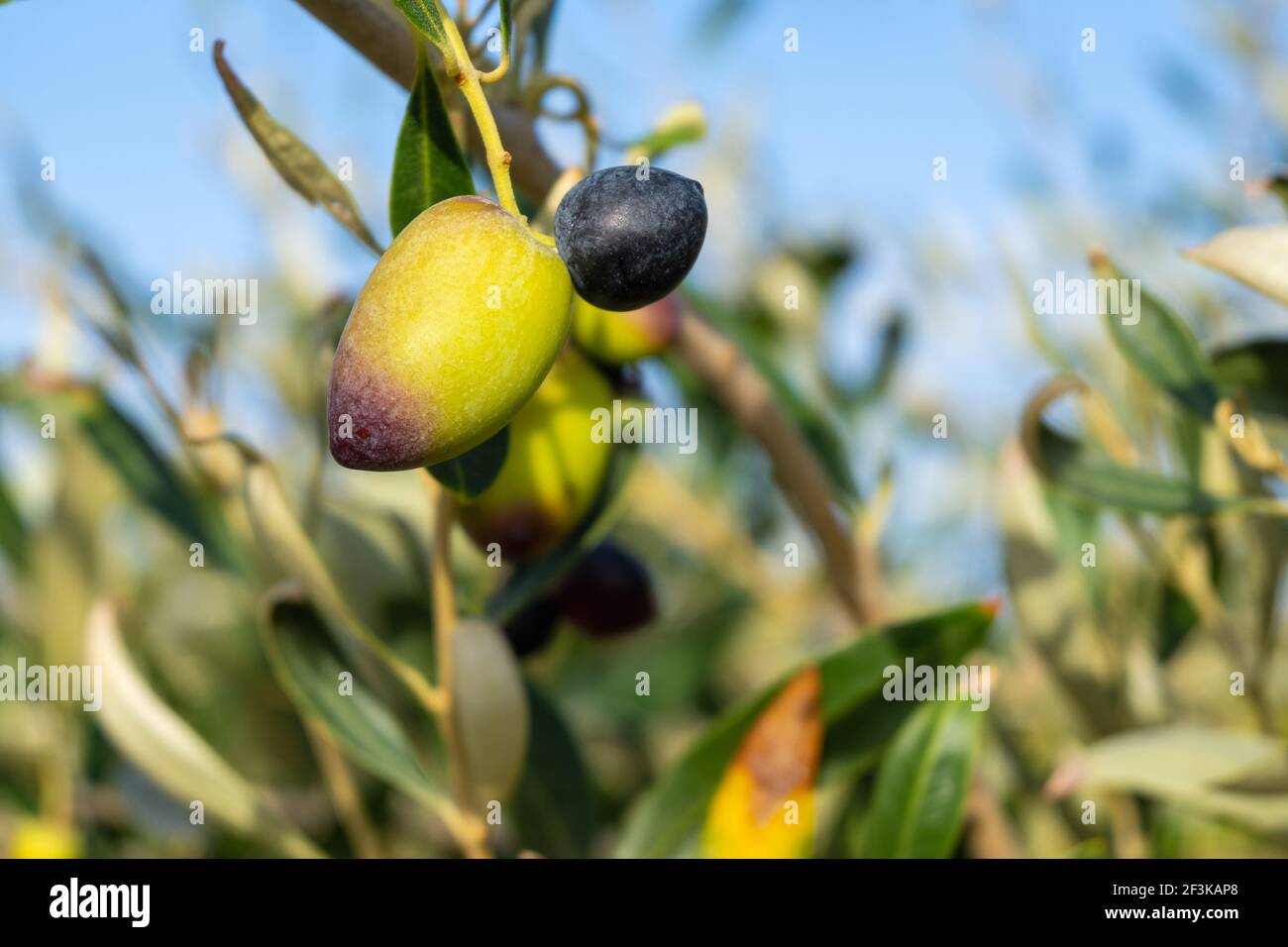 Kalamata olive hires stock photography and images Alamy