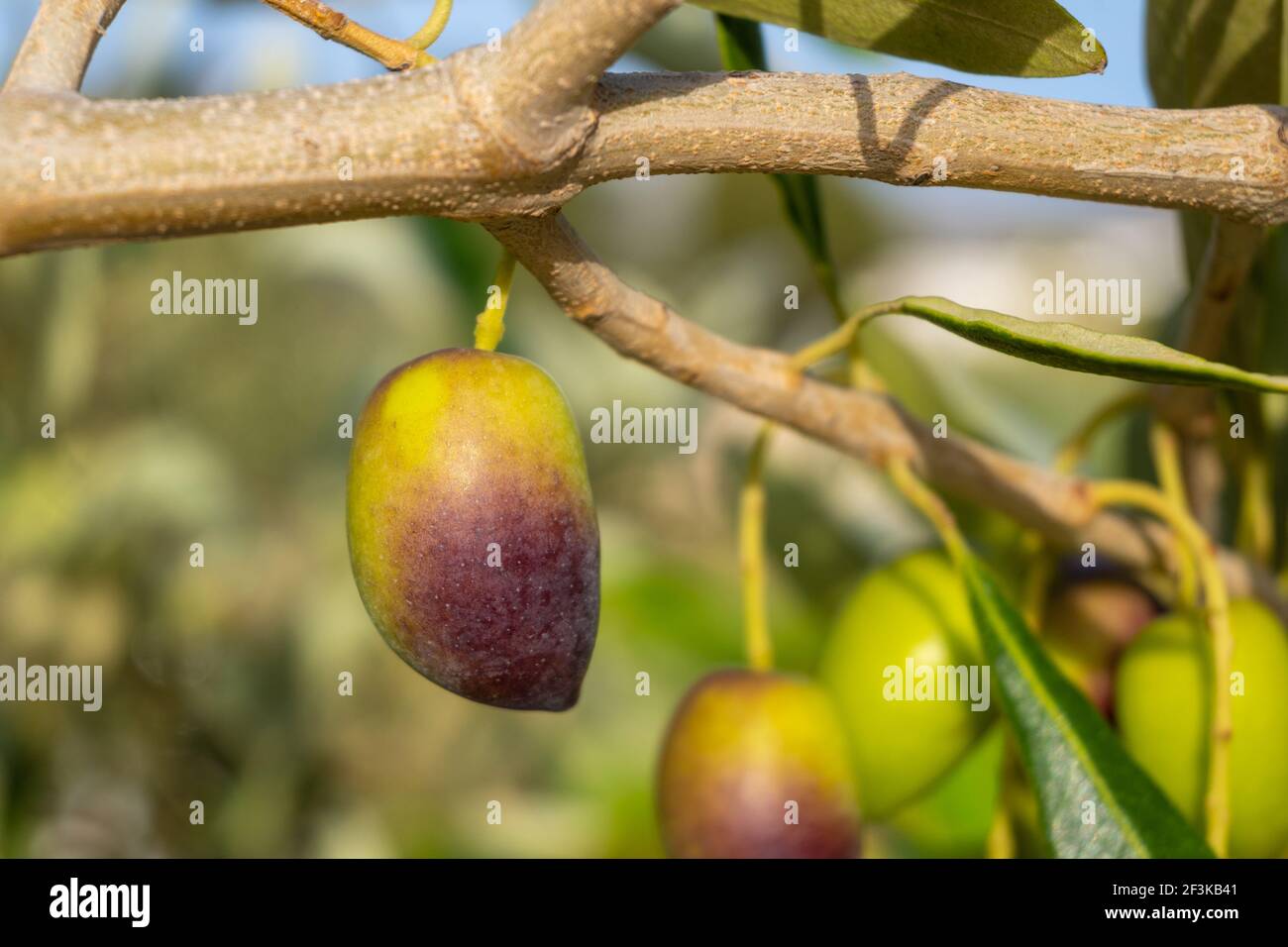 Kalamata olive hires stock photography and images Alamy