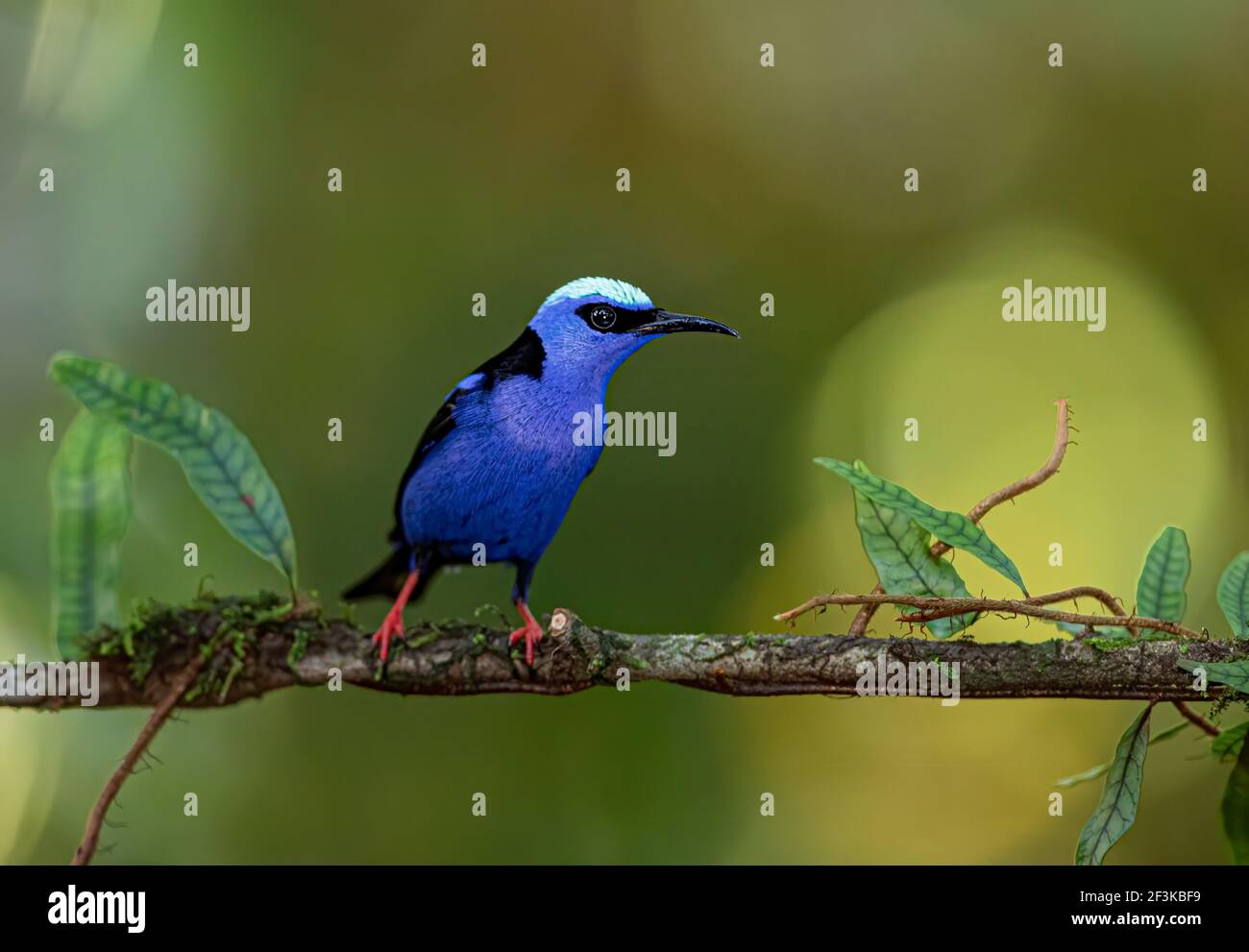 Tropical rainforests of central america hi-res stock photography and ...