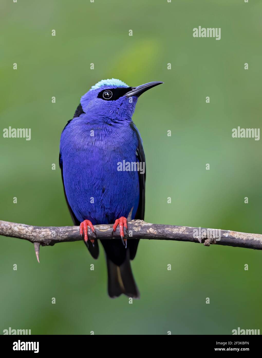 Tropical rainforests of central america hi-res stock photography and ...