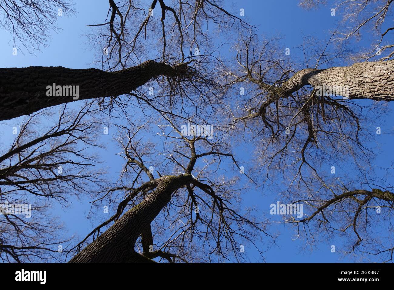 A low angle shot of treetop branches against a blue sky Stock Photo - Alamy