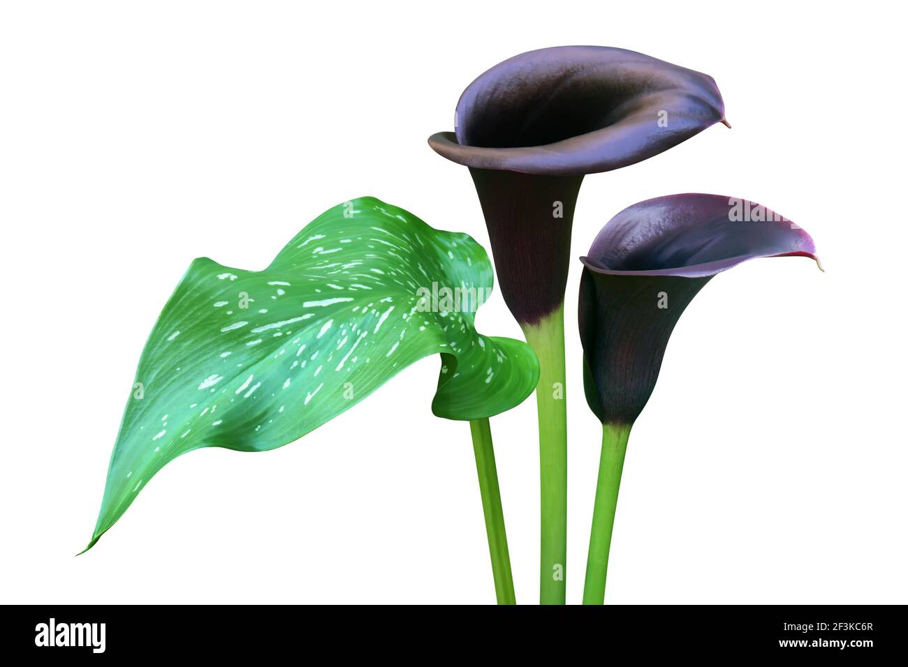 Blooming Dark Violet Calla Lily Flowers with Green Leaf Isolated on White  Background with Clipping Path Stock Photo - Alamy