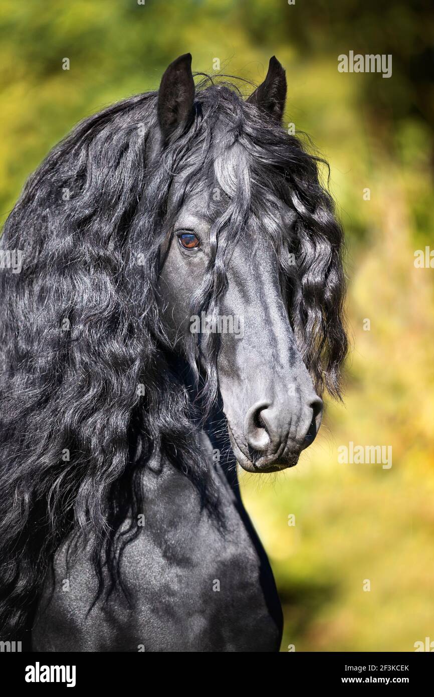 Frisian Horse. Portrait of black stallion. Switzerland Stock Photo