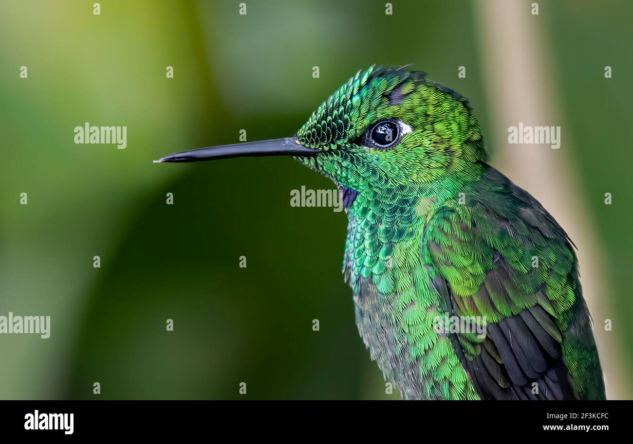 Green-crowned brilliant hummingbird (Heliodoxa jacula) perched on branch in Costa Rica Stock Photo