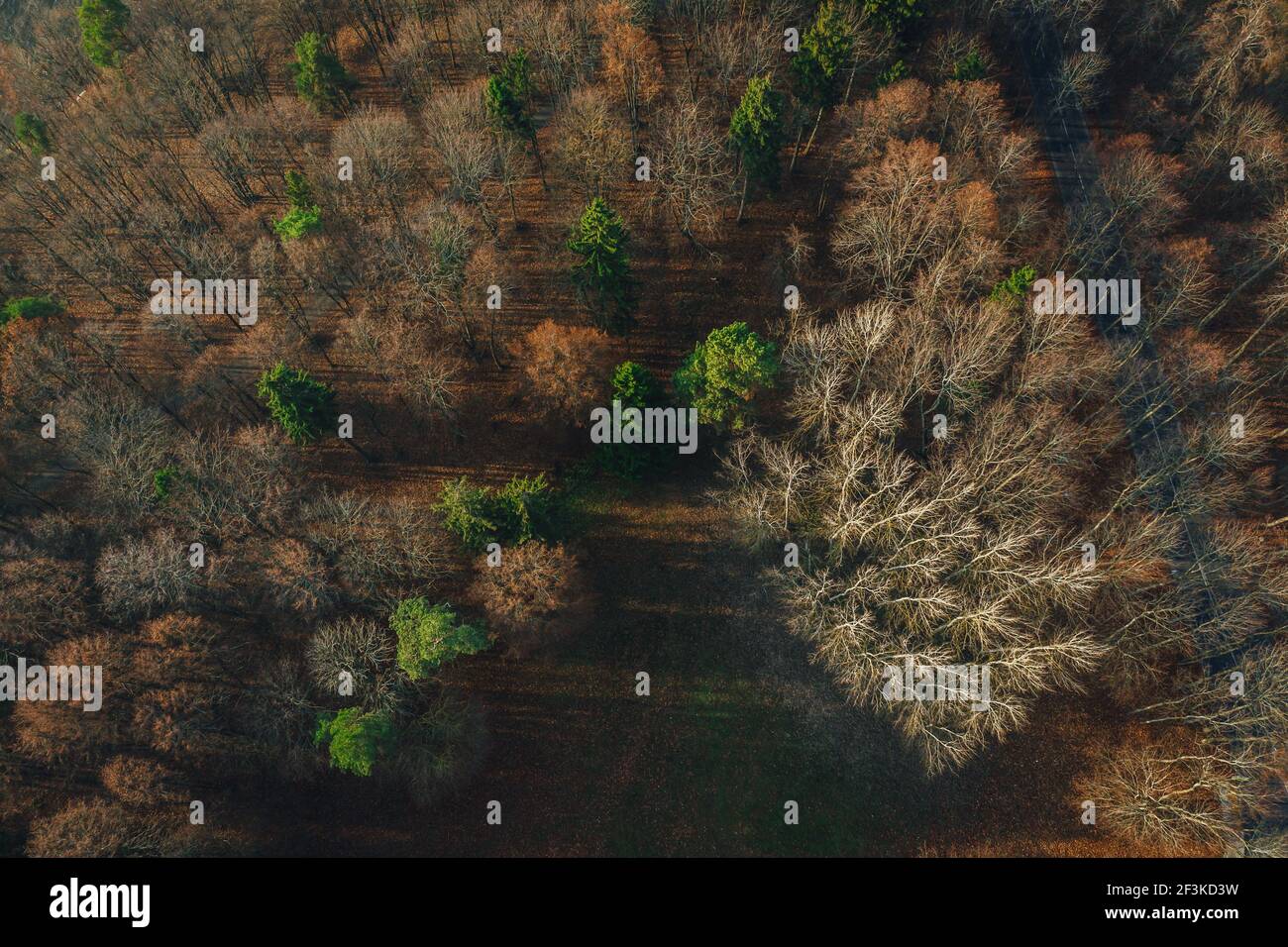A top view of the golden beautiful forest during autumn Stock Photo - Alamy