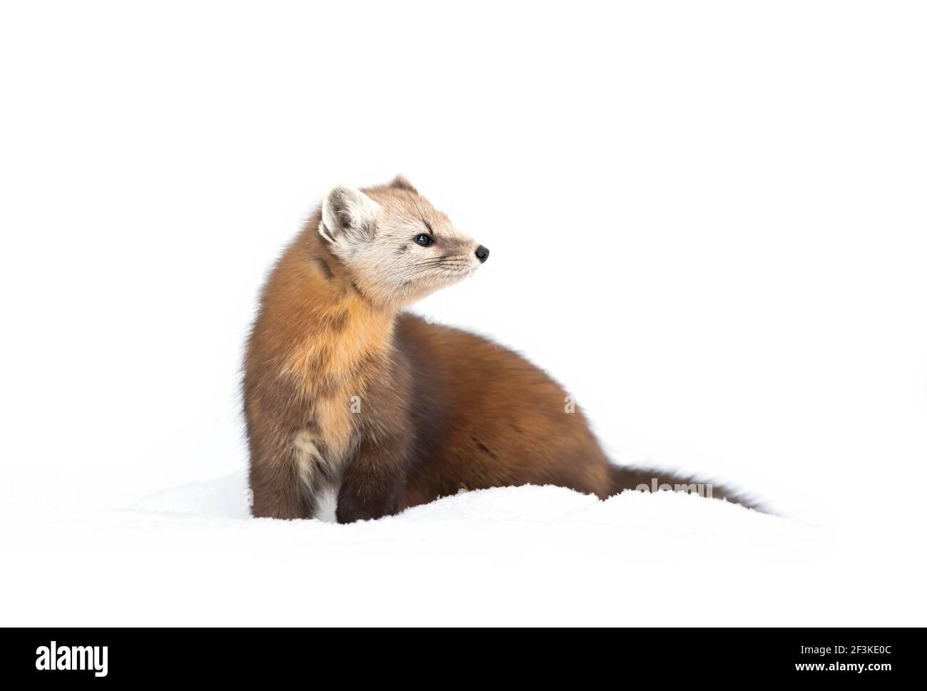 Marten ferret best sale