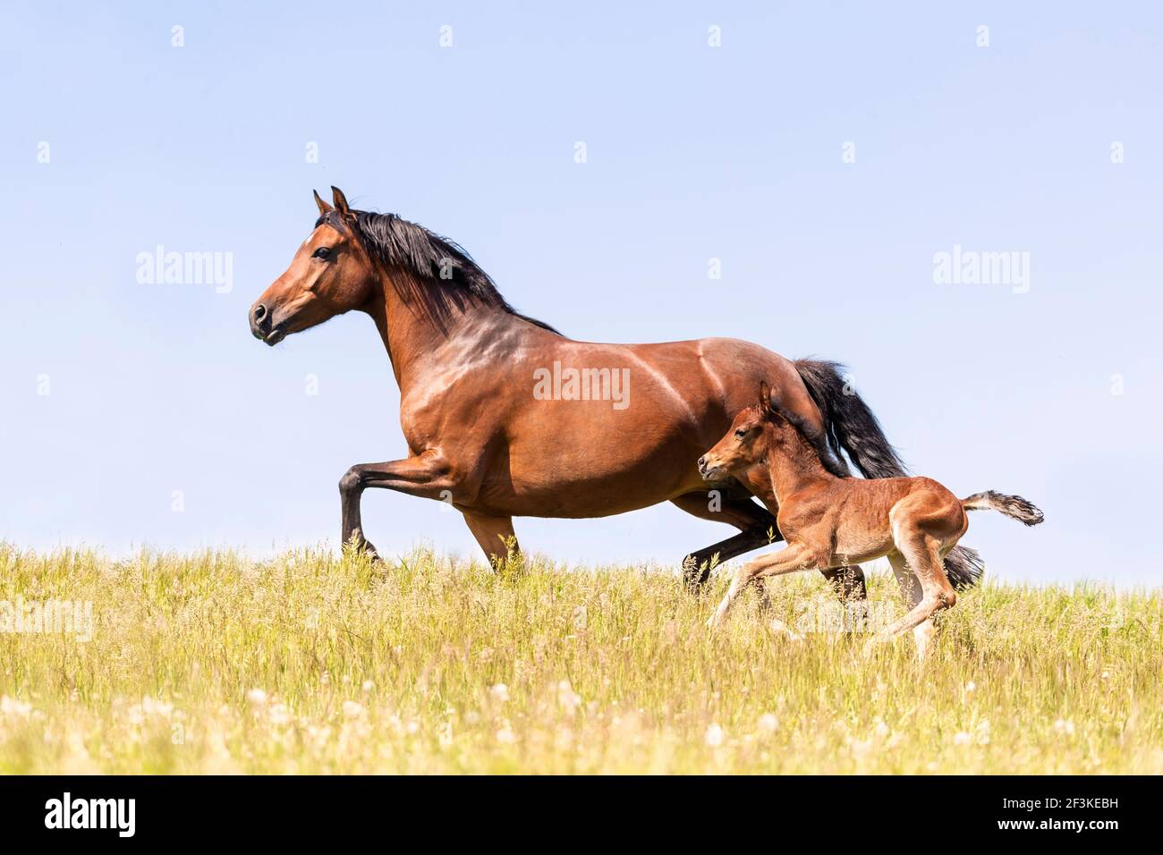 German Riding Pony. Bay mare with foal trotting and galloping on a meadow. Germany Stock Photo