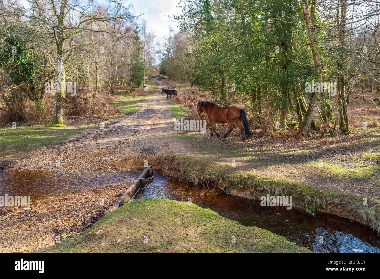 Ponies roaming freely in the New Forest national park with footpath and stream in March, Hampshire, UK Stock Photo