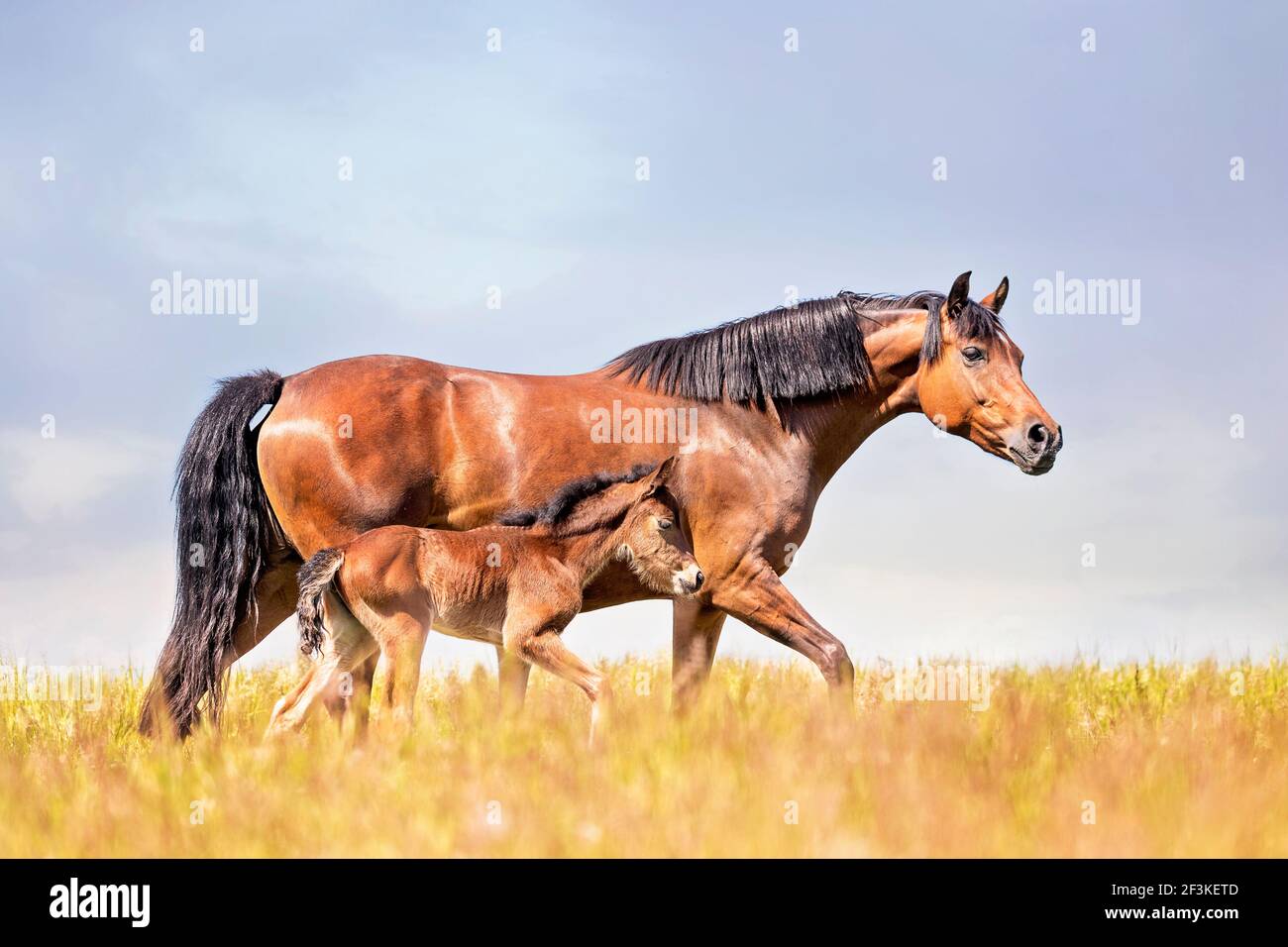 German Riding Pony. Bay mare with foal walking on a meadow. Germany Stock Photo