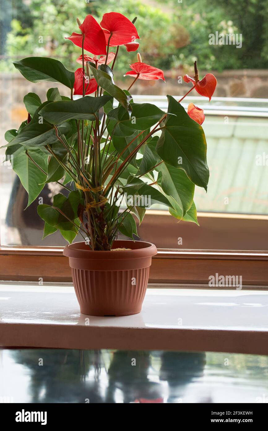 Home plant Anthurium in a red pot on a window sill Stock Photo