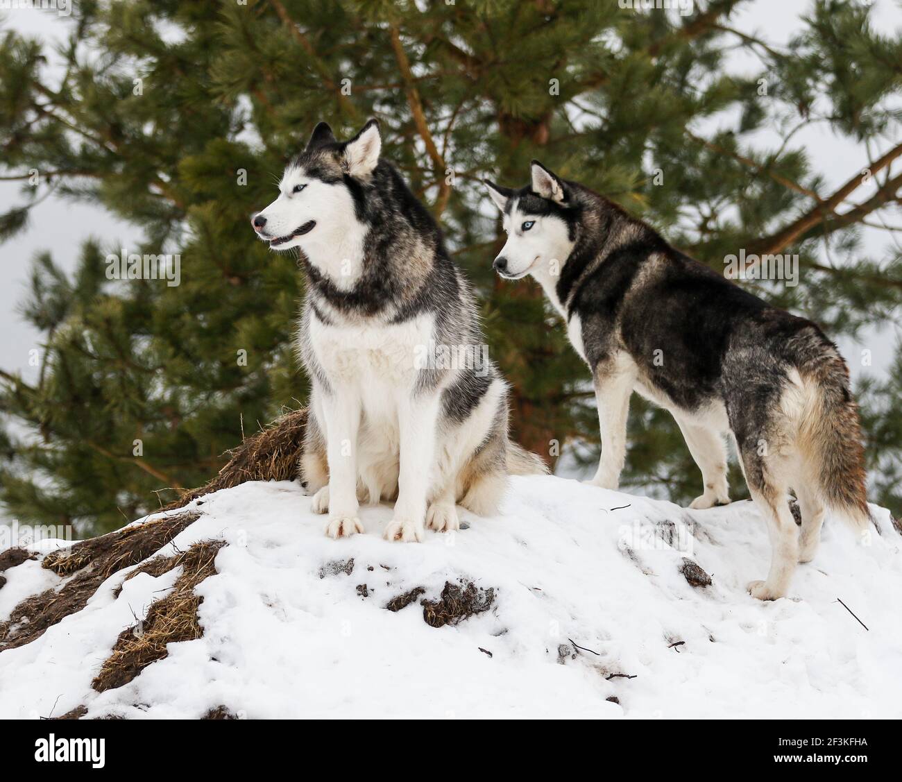 Siberian Husky Dogs in the forest in winter  Stock Photo