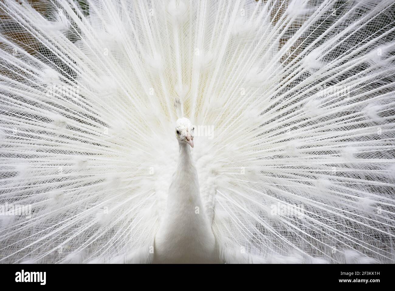 White Peacock - Male DisplayingNetherlands BI014171 Stock Photo