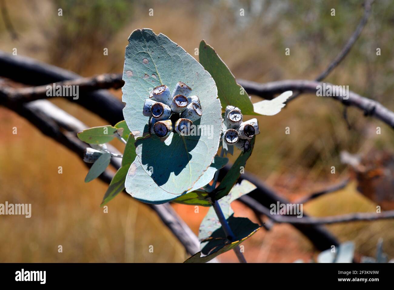Australia, seeds of blue-leaved mallee commonly known as Warilu Stock Photo