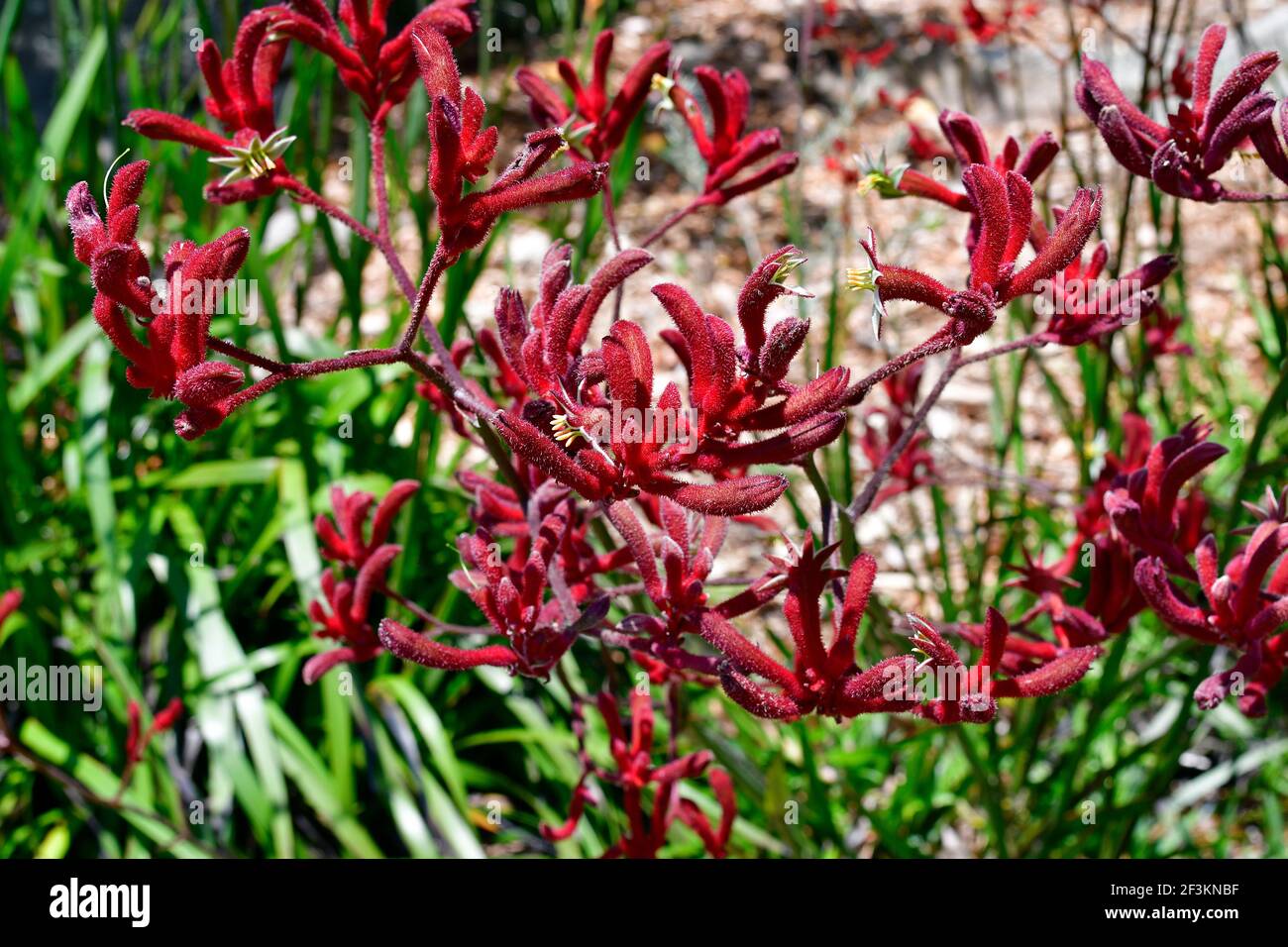 flowering red kangaroo paw flower Stock Photo Alamy